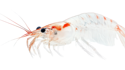 Transparent juvenile shrimp, Transparent background, PNG file