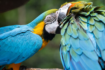 毛繕いをする二匹のコンゴウインコ