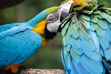 毛繕いをする二匹のコンゴウインコ