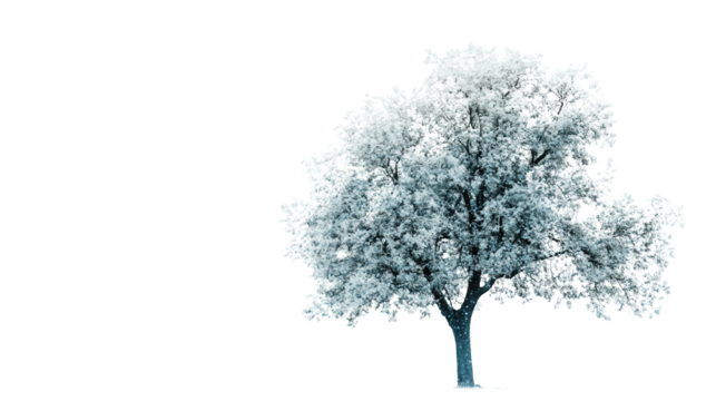 Transparent-leaf tree with bioluminescence, Transparent background, PNG file