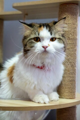 Obraz premium Close up of cute fluffy white cat in clear bowl on cat tree, looking at the camera. Mixed breed cat between Maine Coon and Scottish Fold.