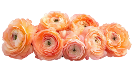 Soft peach ranunculus Transparent background, PNG file