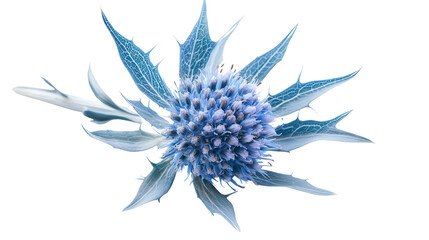 Obraz premium Spiky blue sea holly bloom Transparent background, PNG file