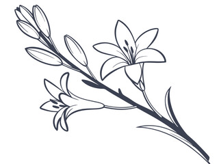 Tuberose Flower Elegant Fragrance Bloom Art