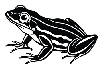 Monochrome frog sits poised, its stripes forming dynamic pattern on white backdrop