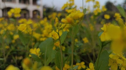 Yellow Flowers and Buds in Garden with Building Background.