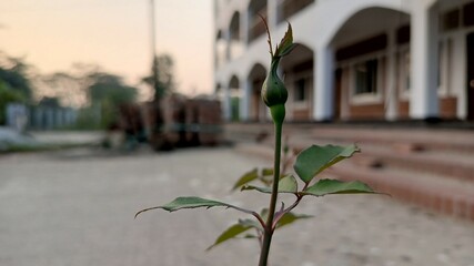 Single Rosebud Plant in Front of a White Building.
