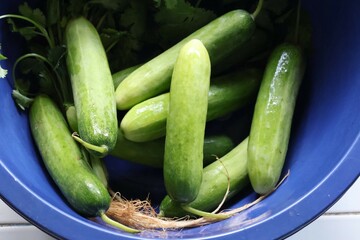 fresh cucumber