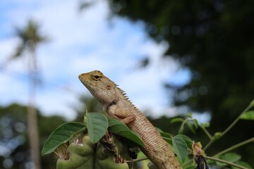 lizard on a tree