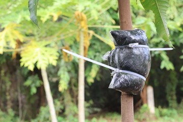 crow on a wooden fence