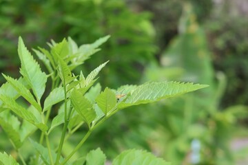 green fern leaves
