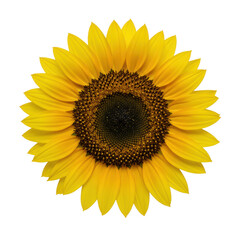 Fototapeta premium A single, radiant golden yellow sunflower with a dark brown, intricately spiraling seed head, in a strict top-down view on a transparent studio background with soft diffused lighting, concept of