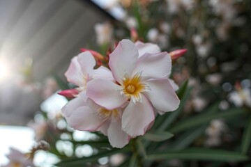 Delicate pink nerium oleander blossoms in sunlight