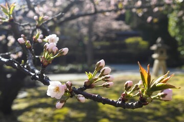 Delicate pink cherry blossoms in bloom