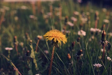 Single dandelion in a field of wildflowers