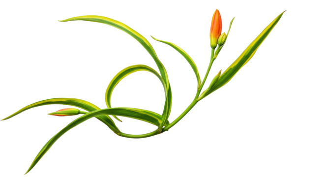 A delicate, curving plant stem with variegated green leaves and two elegant closed buds (reddish-orange, pale yellow) against a transparent background with copy space, studio shot, no shadows,