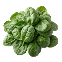 Obraz premium A pile of fresh vibrant green spinach leaves with visible veins and a slightly textured surface isolated on transparent background