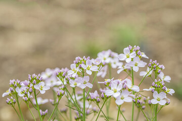 Light-purple mayflowers (Cardamine pratensis). Space for your text.