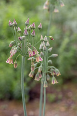 Sicilian honey garlic (Allium siculum) in bloom.