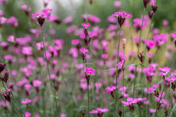 Group of Carthusian pink flowers (Dianthus carthusianorum) in a flower meadow.