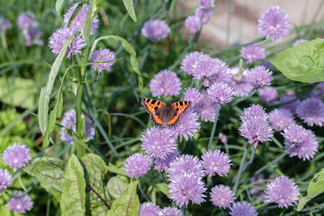 Small tortoiseshell butterfly (Aglais urticae) feeds on chives blossoms in a herb garden.