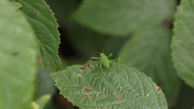 A Bush-Cricket on a Bramble leaf. Summer. UK