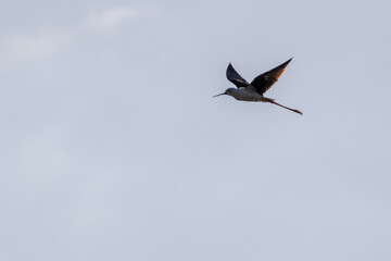 Black winged stilt flying in a cloudy sky