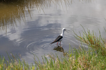 Black winged stilt wading in shallow water and calling