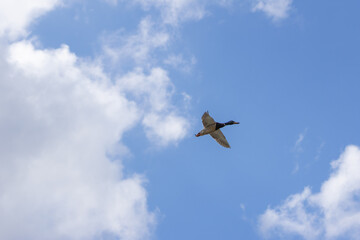 Mallard duck flying in partly cloudy sky