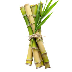 Fototapeta premium sugarcane [Transparent Background PNG].
