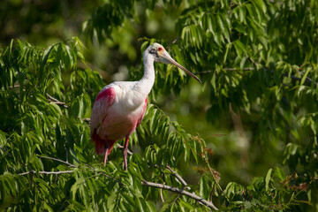 Adult Roseate Spoonbill perched on tree branches in a Florida ro