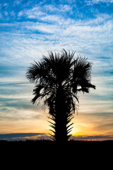 Palm tree silhouette at sunrise near Palm Coast, Florida