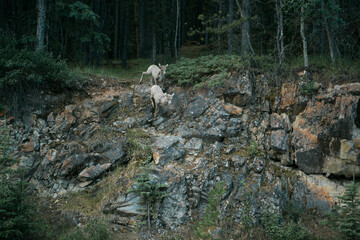 Two bighorn sheep (Ovis canadensis) climbing rocky slope in forest