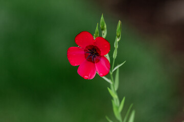 Scarlet Flax Bloom with Water Droplets Against Green Background