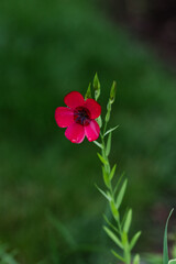 Obraz premium Delicate Red Wildflower with Rain Droplets and Space to Breathe