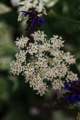 White Wildflower Cluster with Vibrant Purple Accents in Summer Garden