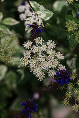 Delicate White Umbel Flower with Deep Purple Blooms in a Garden