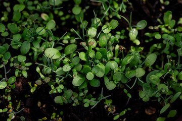 Microgreen Seedlings Emerging from Soil