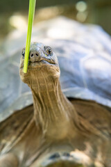 Big giant tortoise walking on the ground.
