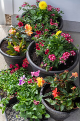 collection of freshly planted container gardens filled with colo