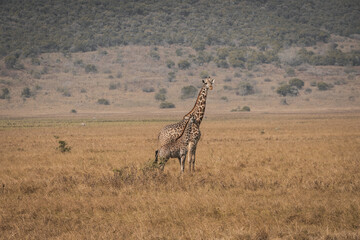 Mother Giraffe with her Calf on Open Plain