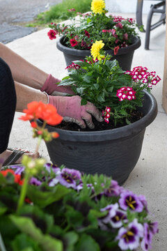 gardener's hands create a mixed container garden with dahlia and
