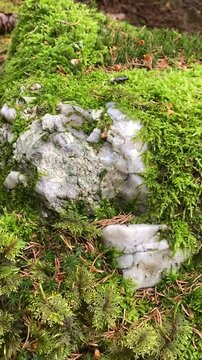Natural quartz boulder with moss in Austrian woodland