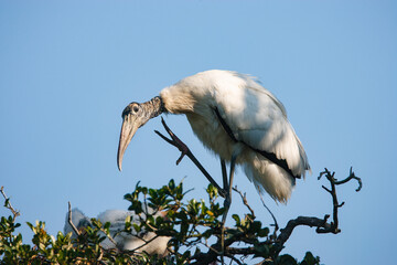 Wood Stork scratching an itch with its foot