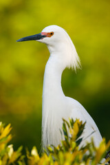 Portrait of an adult Snowy Egret with breeding colors