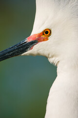 A close-up photo of a Snowy Egret's eye