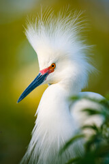 Portrait of a Snowy Egret with its crest on full display