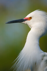 Portrait of a Snowy Egret in breeding colors