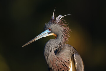 Portrait of a Tricolored Heron in evening light