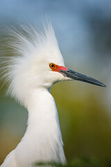 Portrait of a Snowy Egret with crest on full display